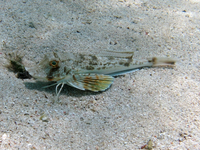 juvenile Chelidonichthys lucerna